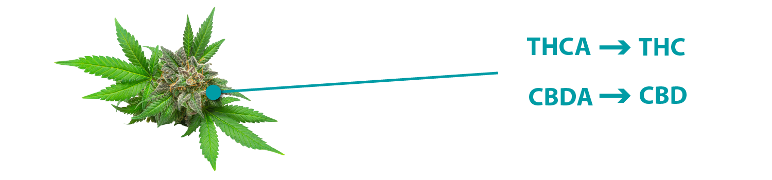 Acidic_Neutral_Cannabinoids