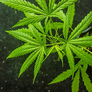 Cannabis_Leaf_Square