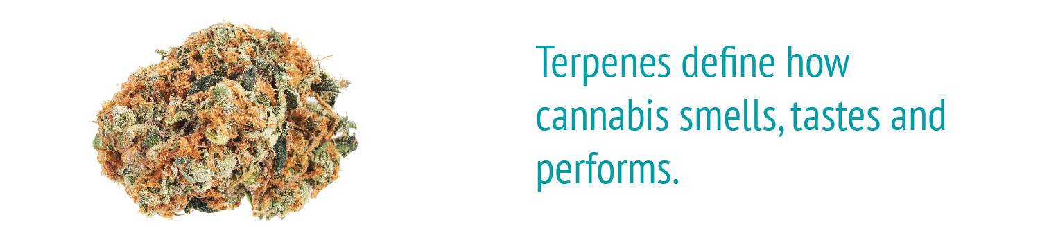 Terpene Analysis in Cannabis and Hemp by Gas Chromatography