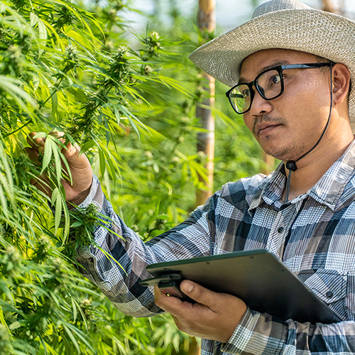 Cannabis_Hemp_GC_Application_Analysis